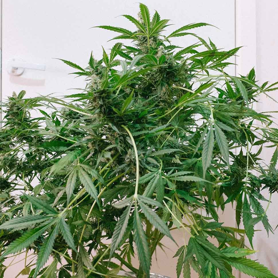 купить мощные семена конопли Brainstorm regular купить мощные семена конопли Brainstorm regular