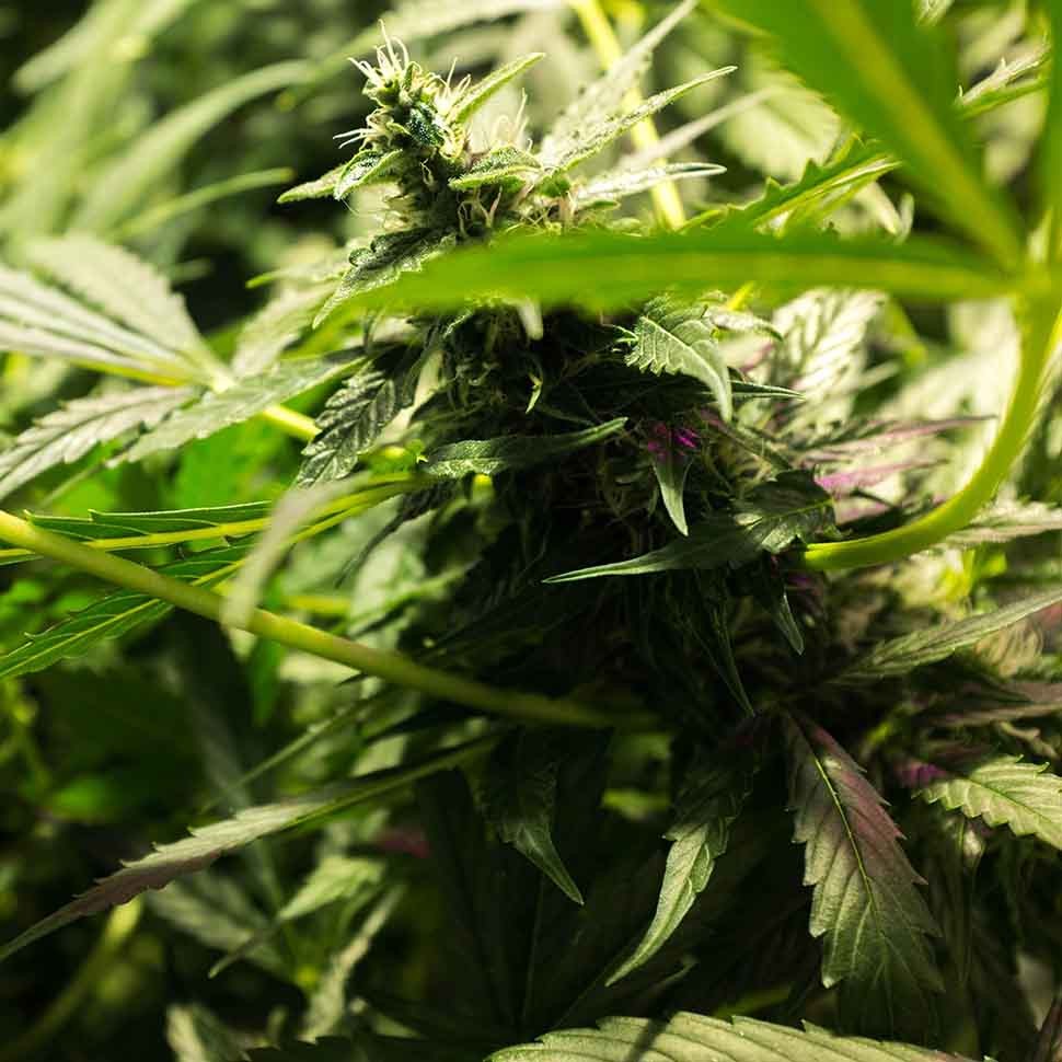 купить семена конопли в фирменной упаковке Brainstorm regular купить семена конопли в фирменной упаковке Brainstorm regular