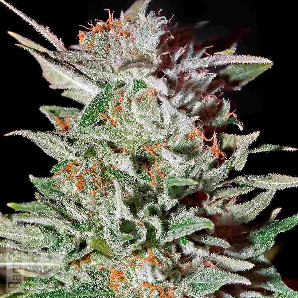 Семена Brainstorm regular Ganja Seeds Семена Brainstorm regular Ganja Seeds