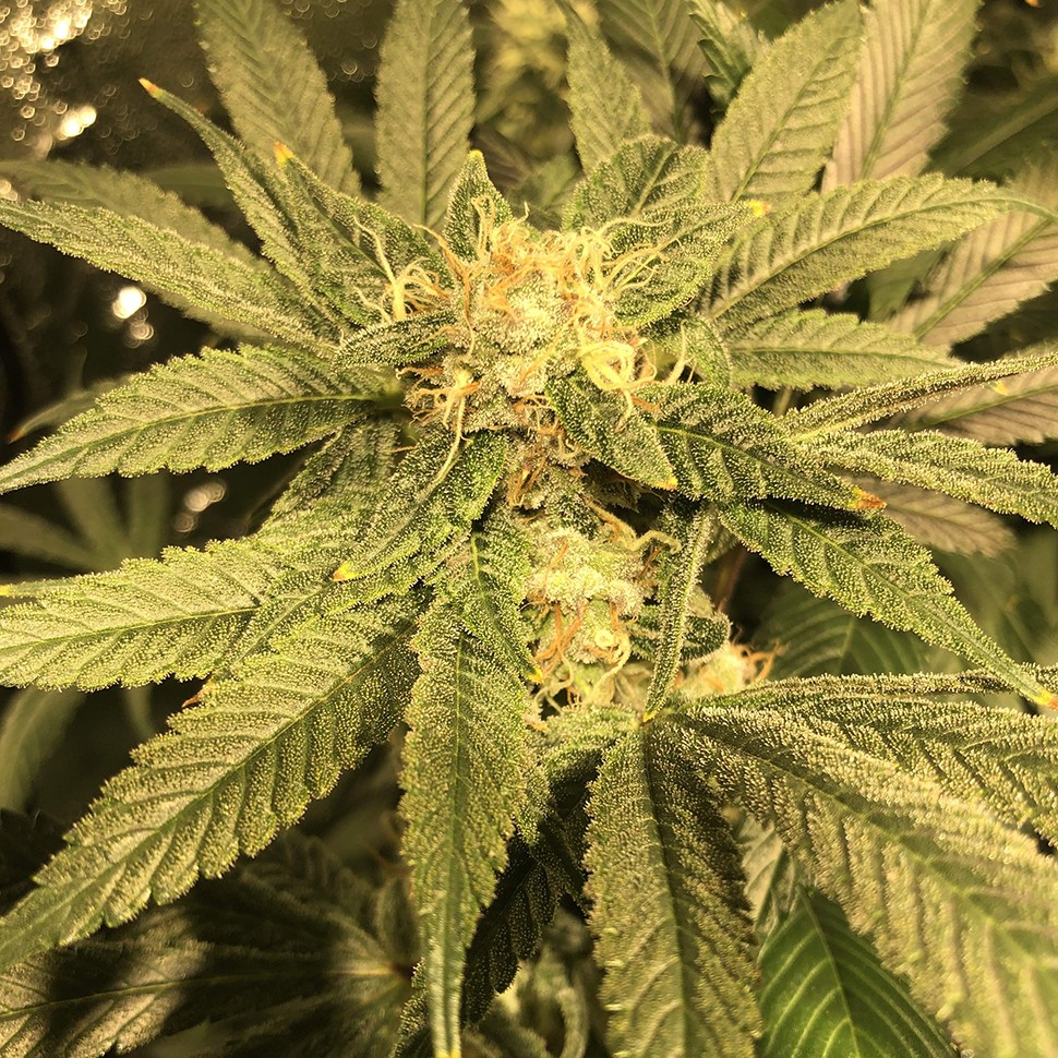 регулярные семена конопли купить Haze reg регулярные семена конопли купить Haze reg