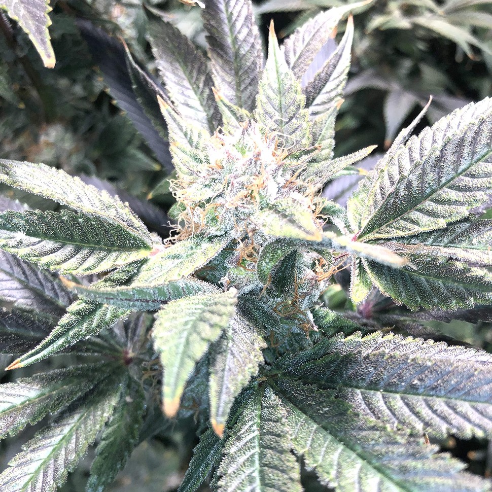 купить семена конопли Haze reg купить семена конопли Haze reg