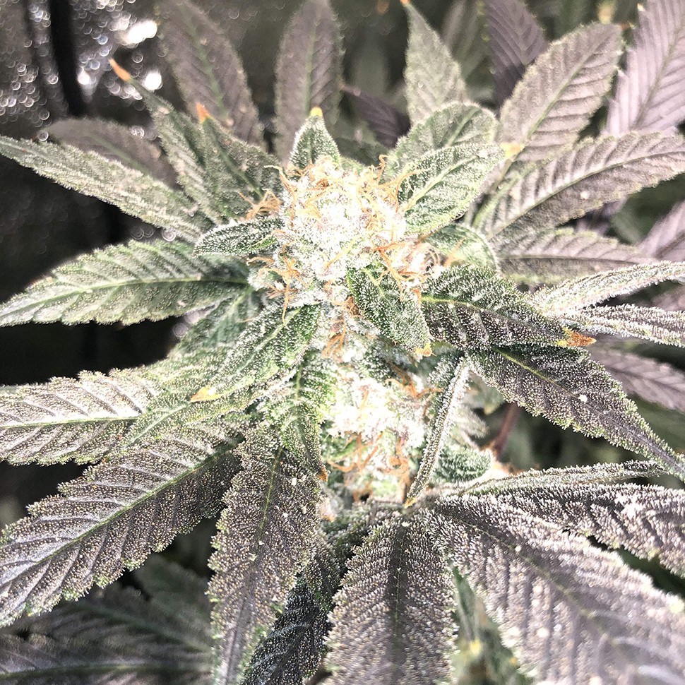 заказать качественные семена конопли Haze reg заказать качественные семена конопли Haze reg