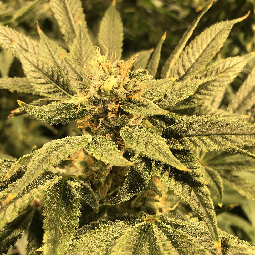 где можно заказать семена конопли Haze reg где можно заказать семена конопли Haze reg