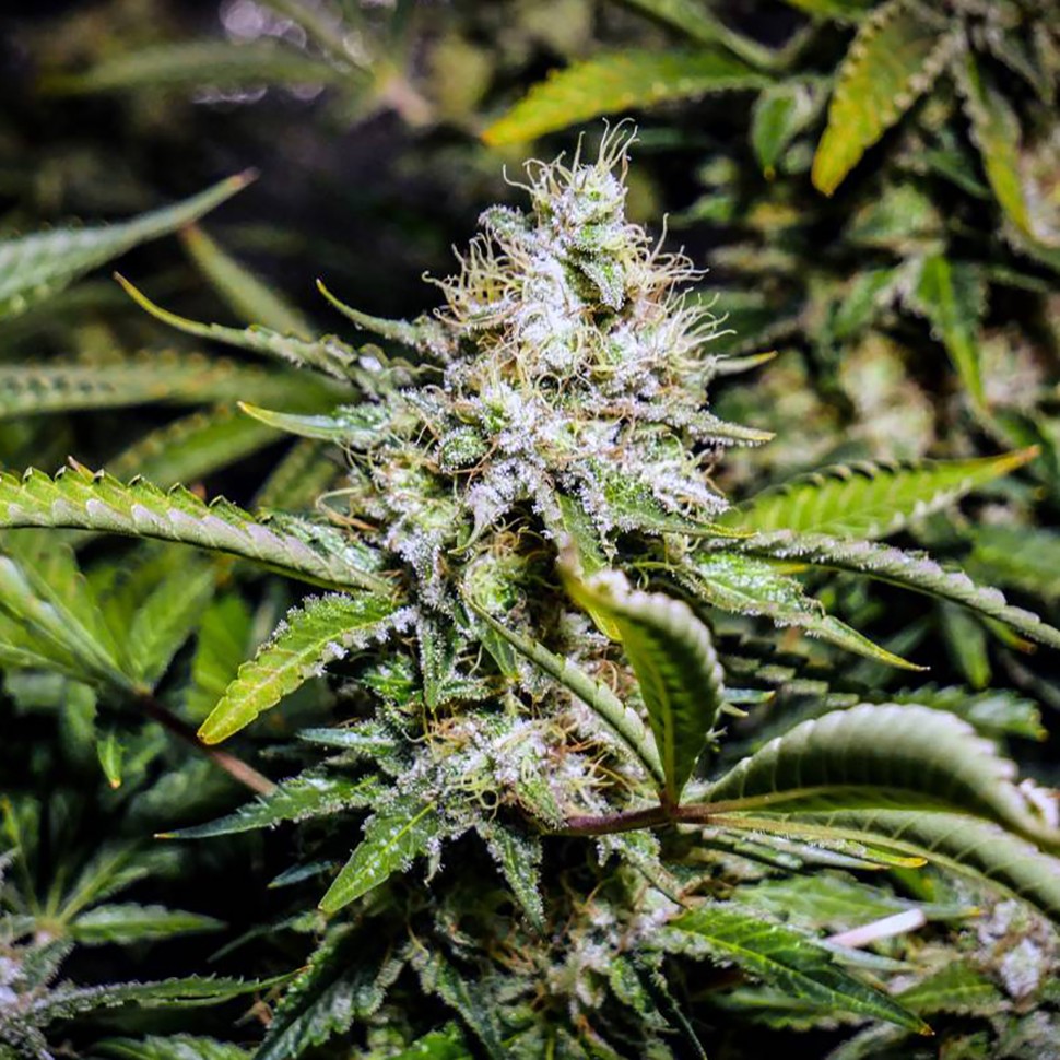 Семена ганжа Auto Tutankhamon feminised Ganja Seeds