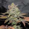 купить семена конопли с доставкой Ganesh Spirit reg купить семена конопли с доставкой Ganesh Spirit reg