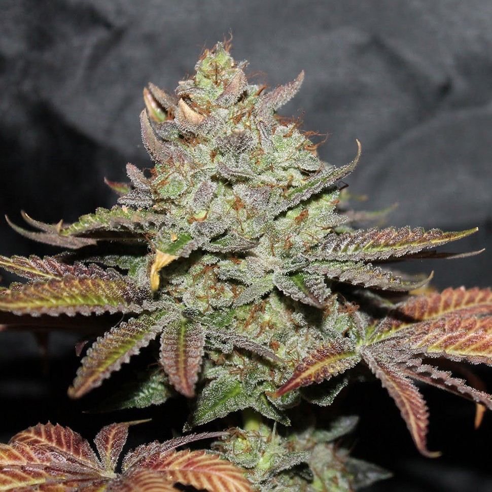 купить семена конопли с доставкой Ganesh Spirit reg купить семена конопли с доставкой Ganesh Spirit reg