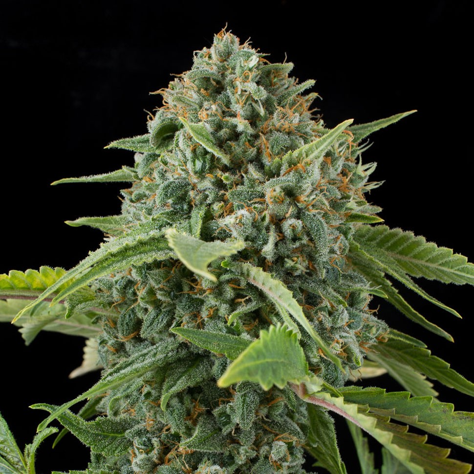 Семена Auto Elektra feminised GanjaVIP Seeds