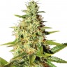 купить семена конопли автоцвет Auto Elektra feminised купить семена конопли автоцвет Auto Elektra feminised