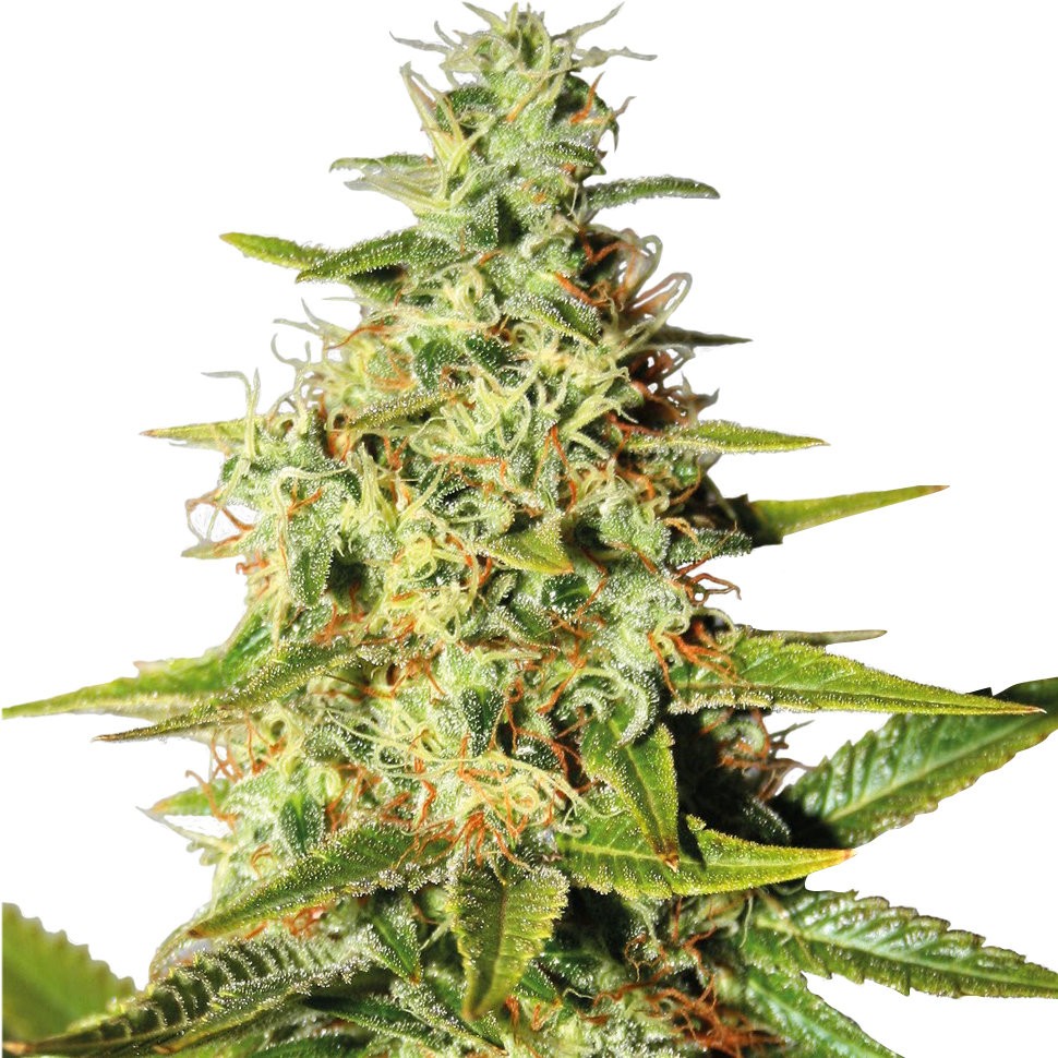 купить семена конопли автоцвет Auto Elektra feminised купить семена конопли автоцвет Auto Elektra feminised