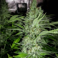 Auto Amnesia feminised Neuro Seeds