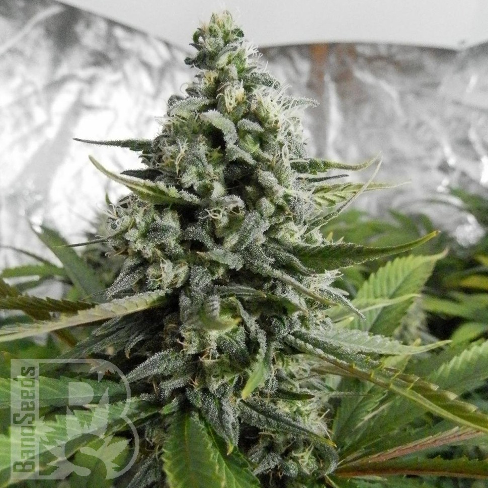 Семена конопли Auto Deimos feminised Ganja Seeds