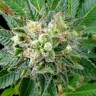 Diesel Strong feminised Ganja Seeds Diesel Strong feminised Ganja Seeds