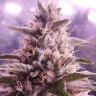 Diesel Strong feminised Ganja Seeds Diesel Strong feminised Ganja Seeds