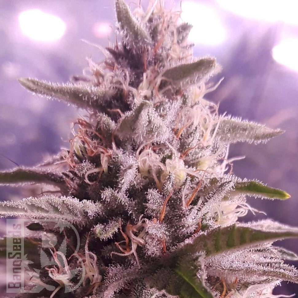 Diesel Strong feminised Ganja Seeds Diesel Strong feminised Ganja Seeds