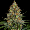 Diesel Strong feminised Ganja Seeds Diesel Strong feminised Ganja Seeds