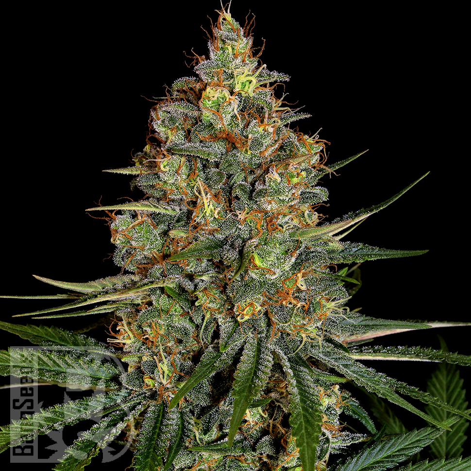Diesel Strong feminised Ganja Seeds Diesel Strong feminised Ganja Seeds