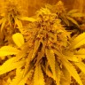 Семена каннабиса Auto Pineapple Chunk feminised Ganja Seeds Семена каннабиса Auto Pineapple Chunk feminised Ganja Seeds