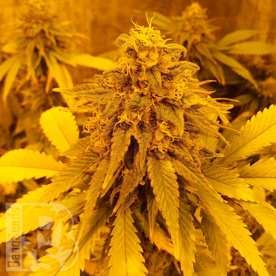 Семена каннабиса Auto Pineapple Chunk feminised Ganja Seeds Семена каннабиса Auto Pineapple Chunk feminised Ganja Seeds