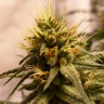 Семена каннабиса Auto Pineapple Chunk feminised Ganja Seeds Семена каннабиса Auto Pineapple Chunk feminised Ganja Seeds