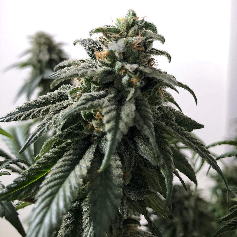 заказать семена индийской конопли Jack reg заказать семена индийской конопли Jack reg