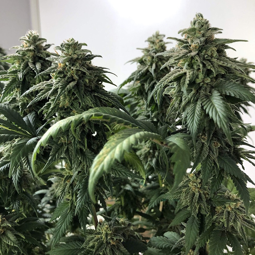 заказ семян конопли Алма-Ата Jack reg заказ семян конопли Алма-Ата Jack reg