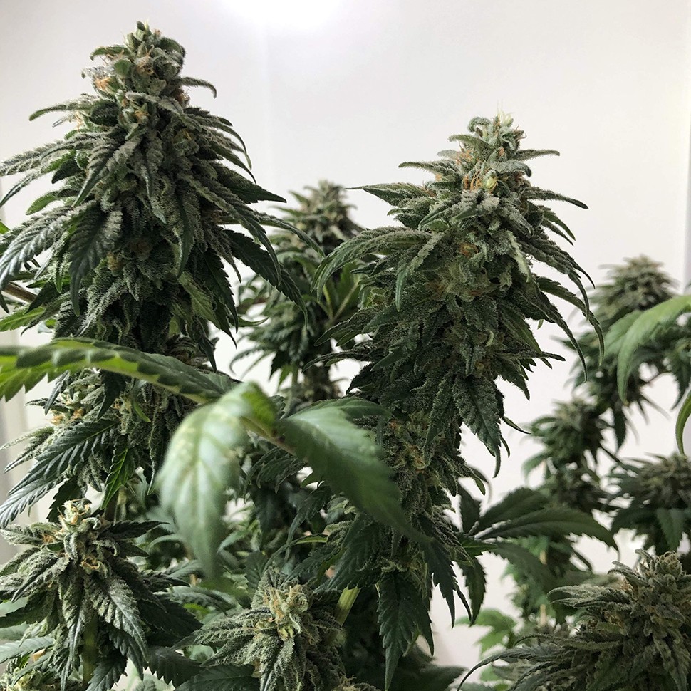 заказать семена конопли Jack reg заказать семена конопли Jack reg