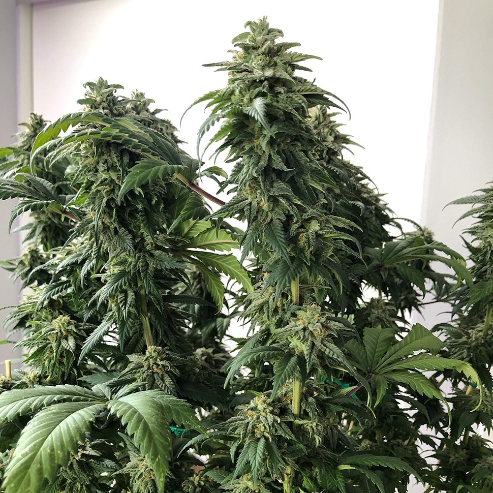 купить семена конопли Нур-Султан Jack reg купить семена конопли Нур-Султан Jack reg