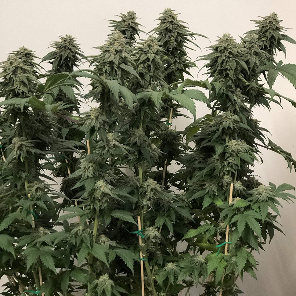 купить семена конопли для выращивания Jack reg купить семена конопли для выращивания Jack reg