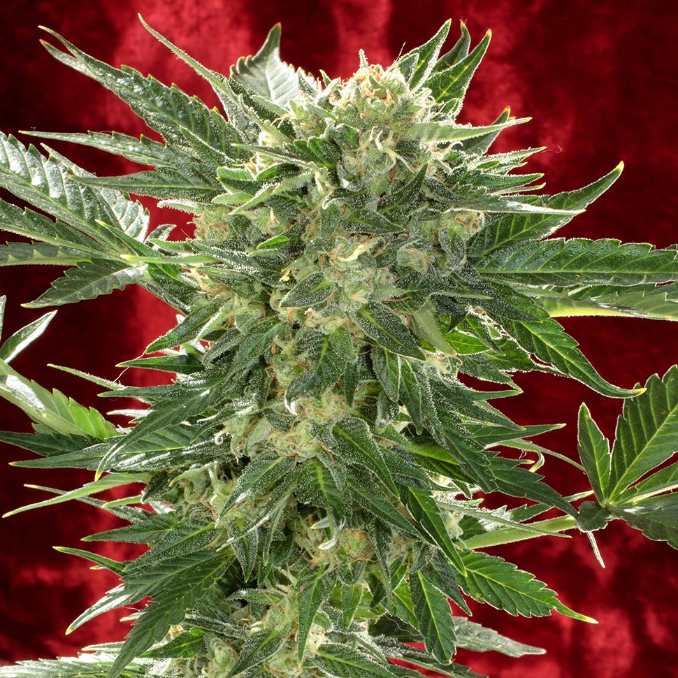 Семена конопли Auto White Russian XXL feminised Ganja Seeds