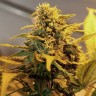 продажа семян конопли Great White Russian feminised продажа семян конопли Great White Russian feminised
