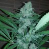 продажа семян конопли в голландии Great White Russian feminised продажа семян конопли в голландии Great White Russian feminised