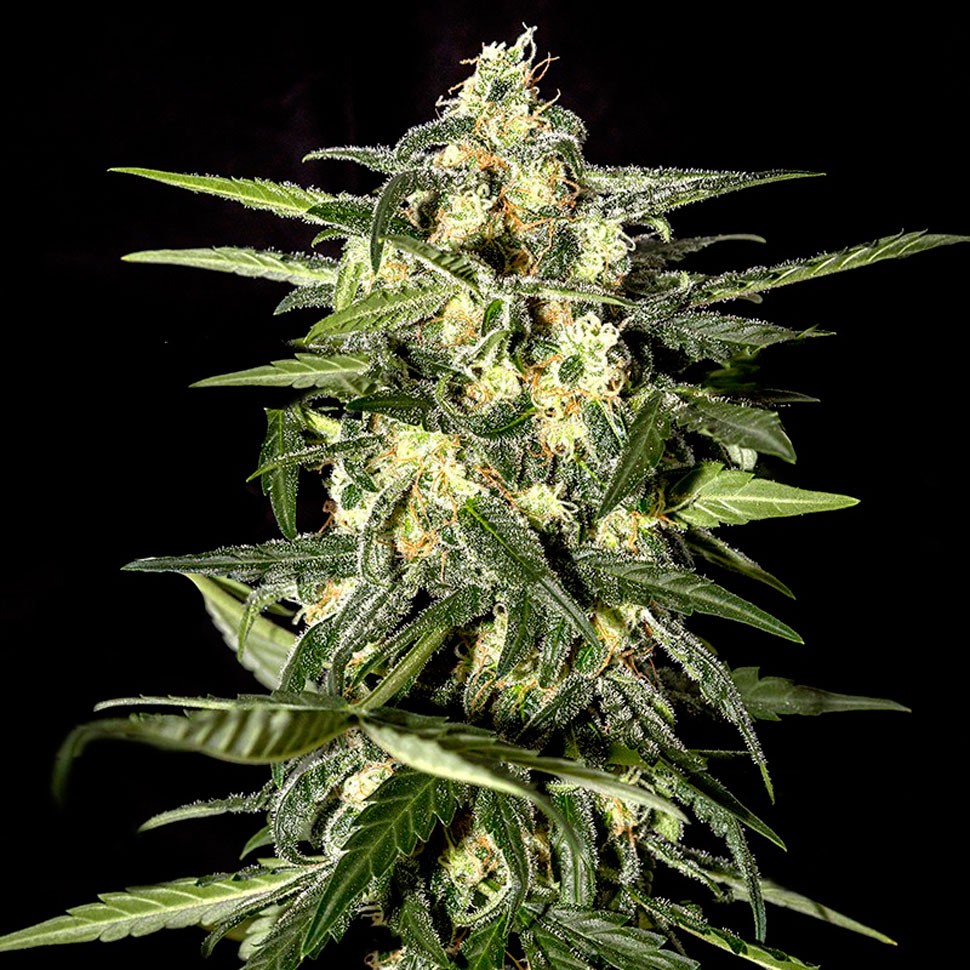 Семена конопли Auto Kronos feminised GanjaVIP Seeds