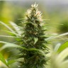 купить семена конопли в оригинальных упаковках Auto Kronos feminised купить семена конопли в оригинальных упаковках Auto Kronos feminised