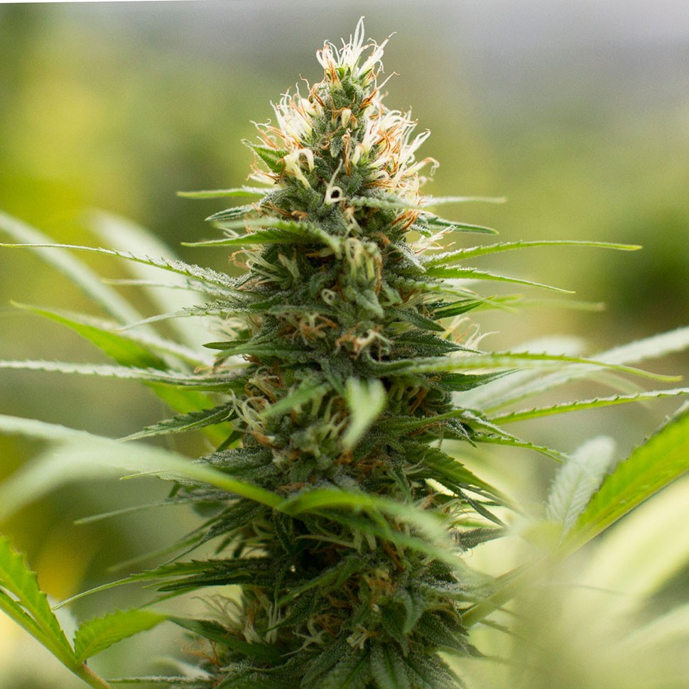 купить семена конопли в оригинальных упаковках Auto Kronos feminised купить семена конопли в оригинальных упаковках Auto Kronos feminised