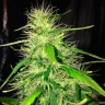купить урожайные семена конопли Auto Kronos feminised купить урожайные семена конопли Auto Kronos feminised