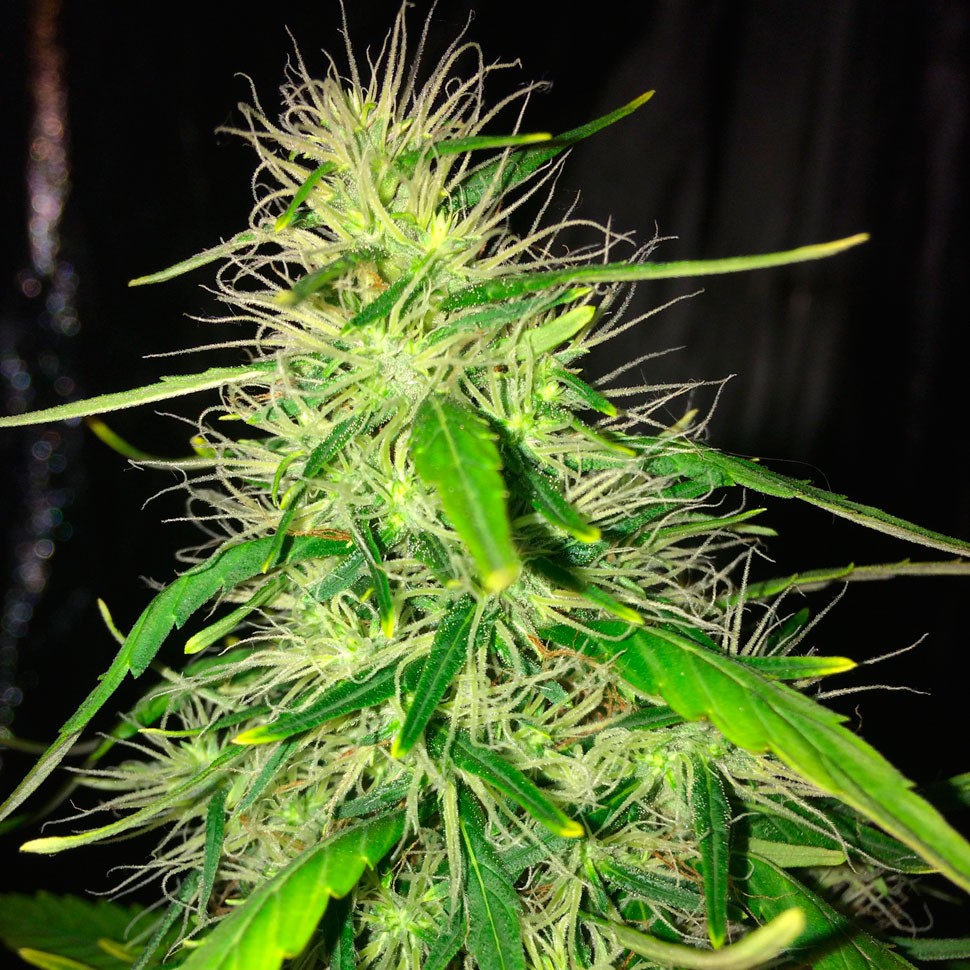 купить урожайные семена конопли Auto Kronos feminised купить урожайные семена конопли Auto Kronos feminised