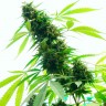купить семена конопли f1 в оригинальной упаковке Auto Kronos feminised купить семена конопли f1 в оригинальной упаковке Auto Kronos feminised