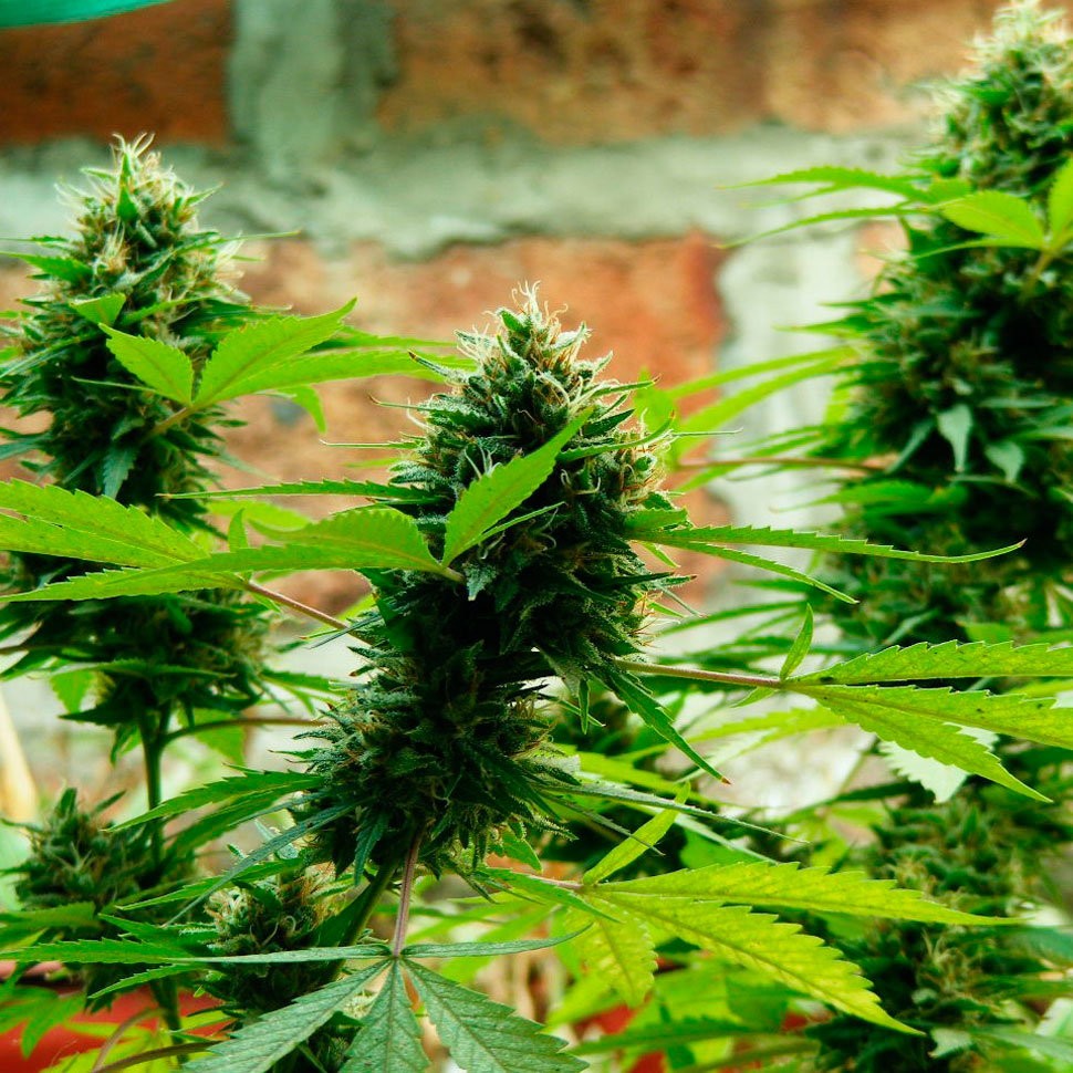 купить семена афганской конопли Auto Kronos feminised купить семена афганской конопли Auto Kronos feminised