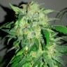 Семена ганжа Beshbarmak feminised Bang Seeds Семена ганжа Beshbarmak feminised Bang Seeds