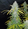 Beshbarmak feminised Bang Seeds