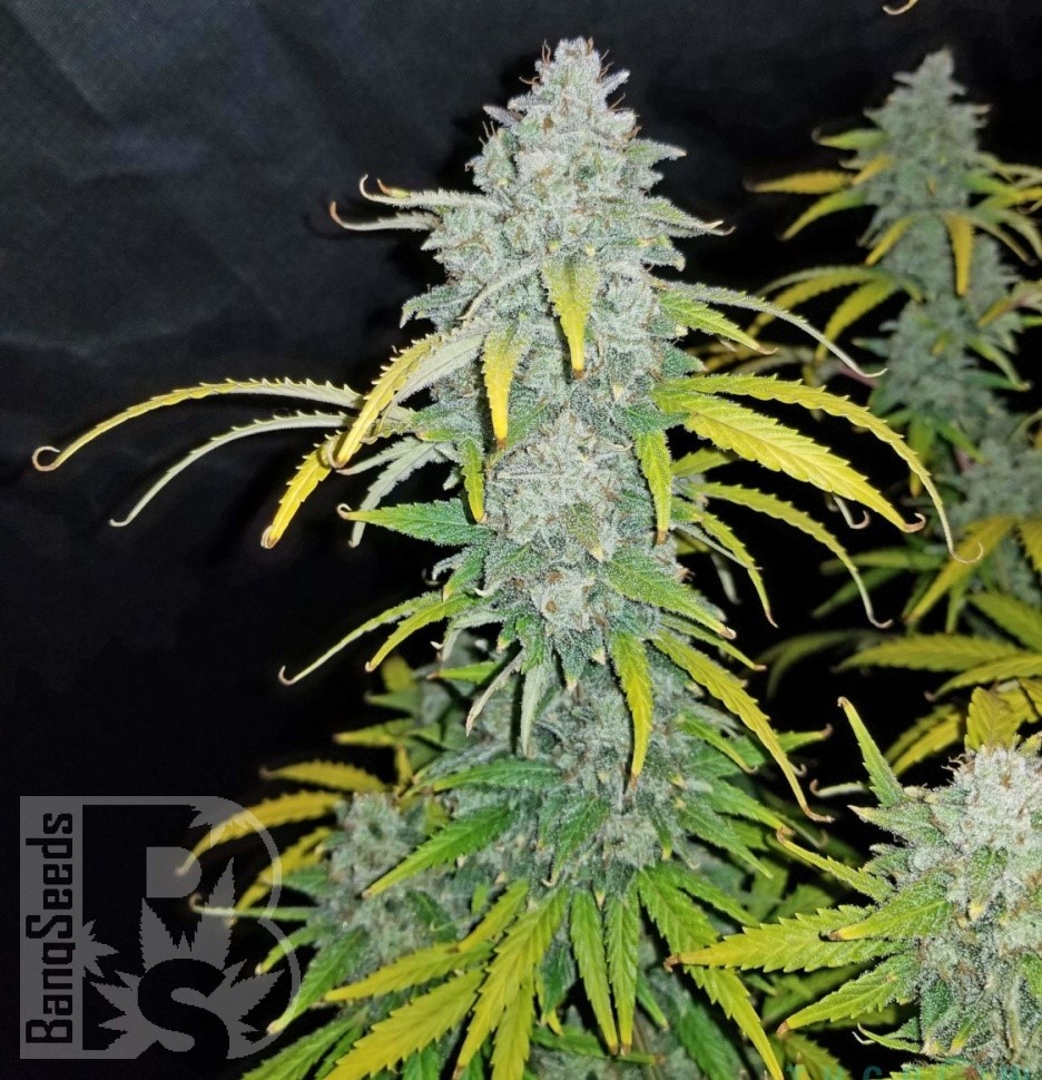 Семена ганжа Beshbarmak feminised Bang Seeds