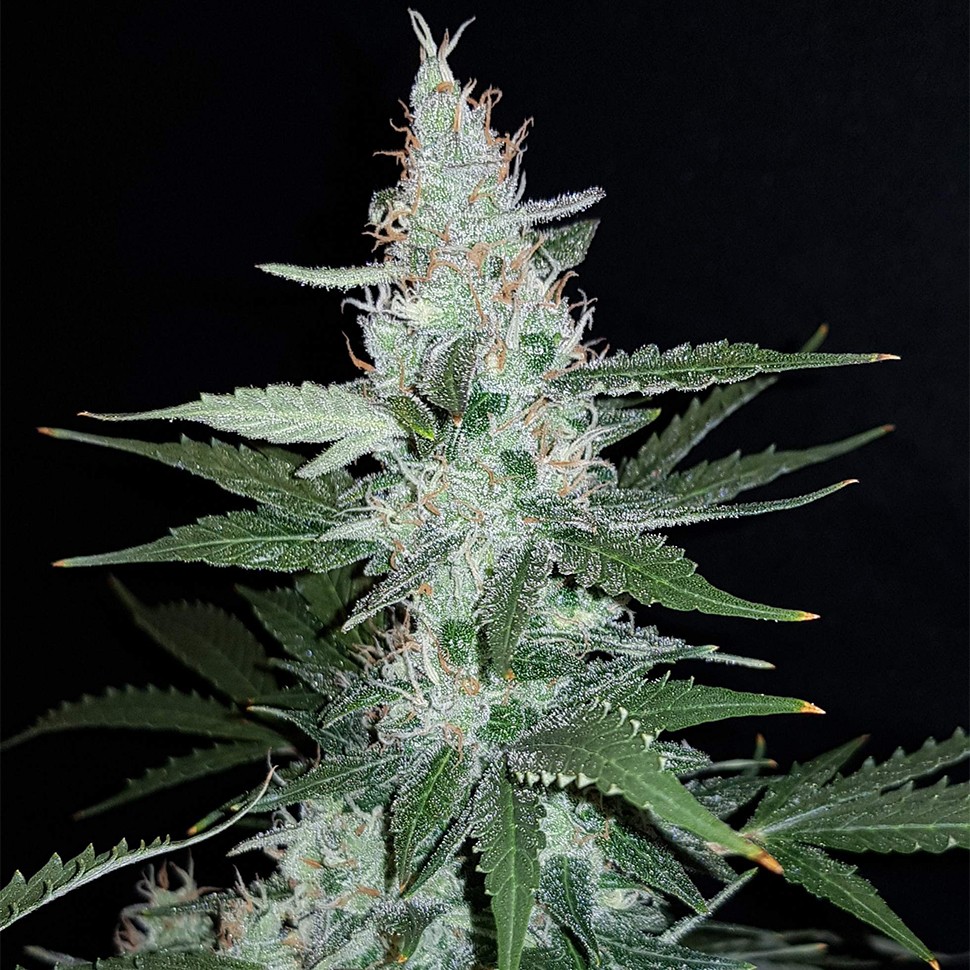 Семена каннабиса  Super Mazar feminised Ganja Seeds