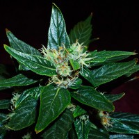Auto Dedoverde Haze feminised Ganja Seeds