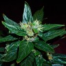 Купить Auto Dedoverde Haze feminised Ganja Seeds Купить Auto Dedoverde Haze feminised Ganja Seeds
