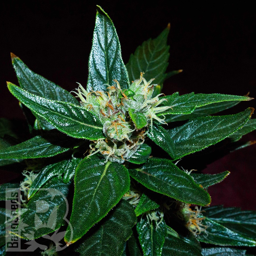 Семена Auto Dedoverde Haze feminised Ganja Seeds