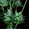 Заказать Auto Dedoverde Haze feminised Ganja Seeds Заказать Auto Dedoverde Haze feminised Ganja Seeds