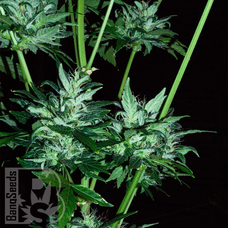 Заказать Auto Dedoverde Haze feminised Ganja Seeds Заказать Auto Dedoverde Haze feminised Ganja Seeds