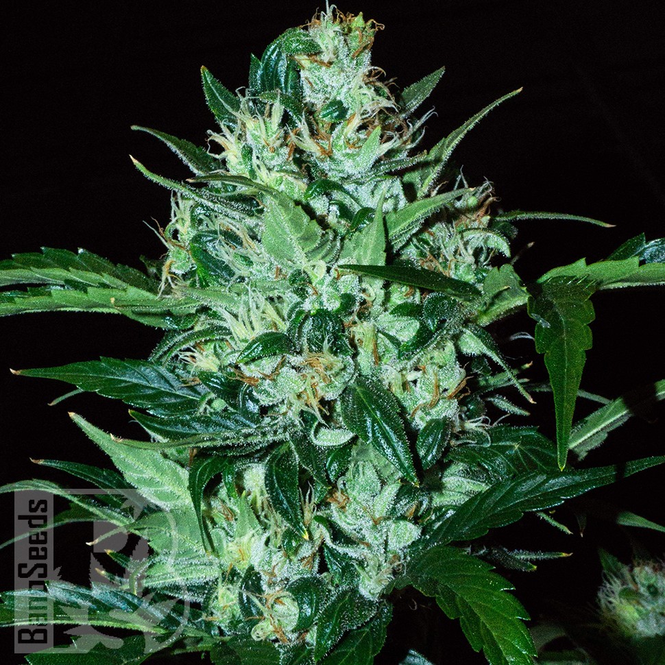 Семена Auto Dedoverde Haze feminised Ganja Seeds Семена Auto Dedoverde Haze feminised Ganja Seeds