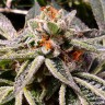 Семена марихуаны Auto Tropicana Cookies feminised Ganja Seeds Семена марихуаны Auto Tropicana Cookies feminised Ganja Seeds