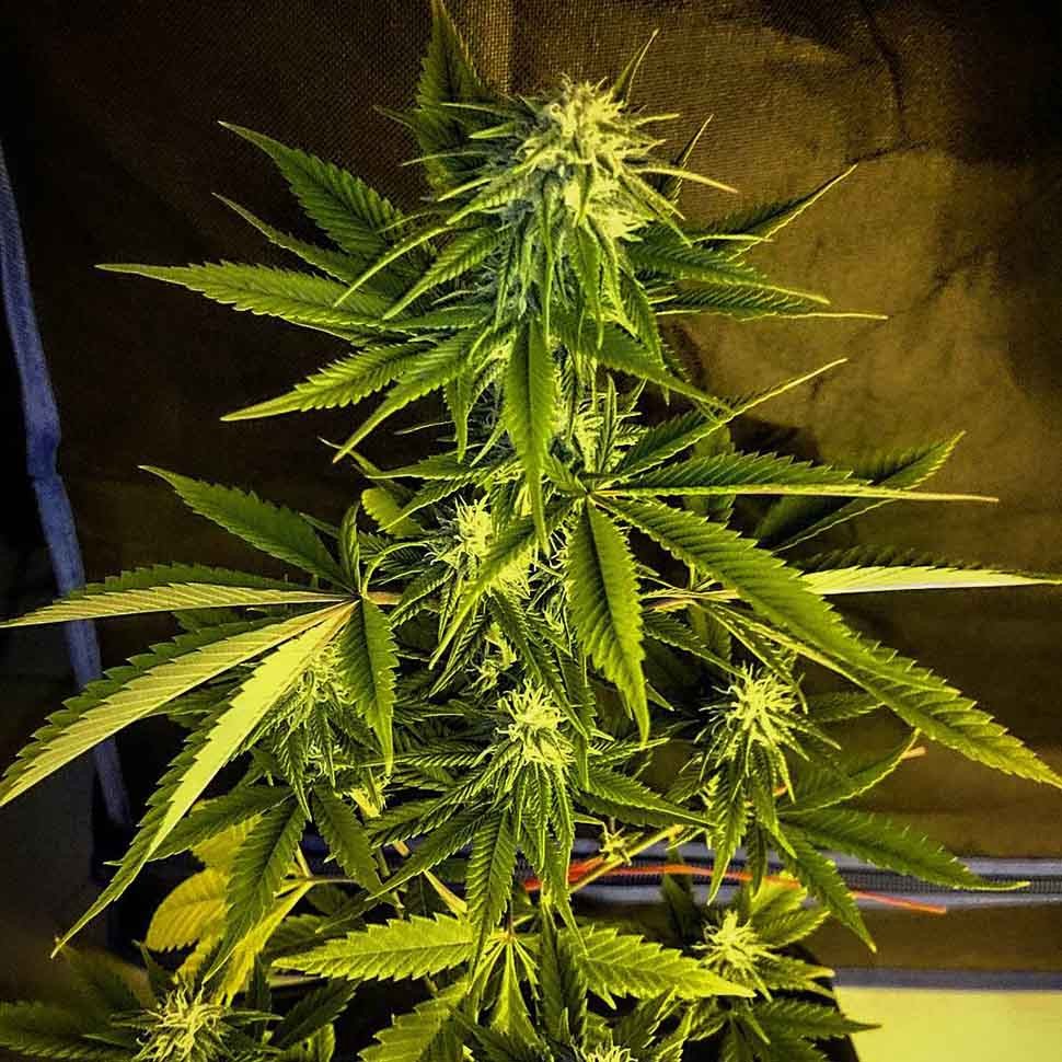 конопля семена сорта заказать Auto Russian Rocket Fuel reg конопля семена сорта заказать Auto Russian Rocket Fuel reg